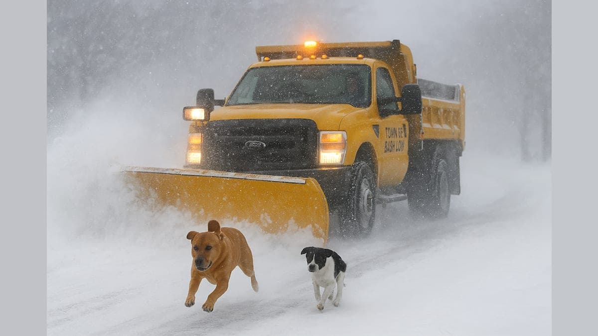 Snowplow Driver Rescues Two Dogs Running Through Blizzard on Long Island